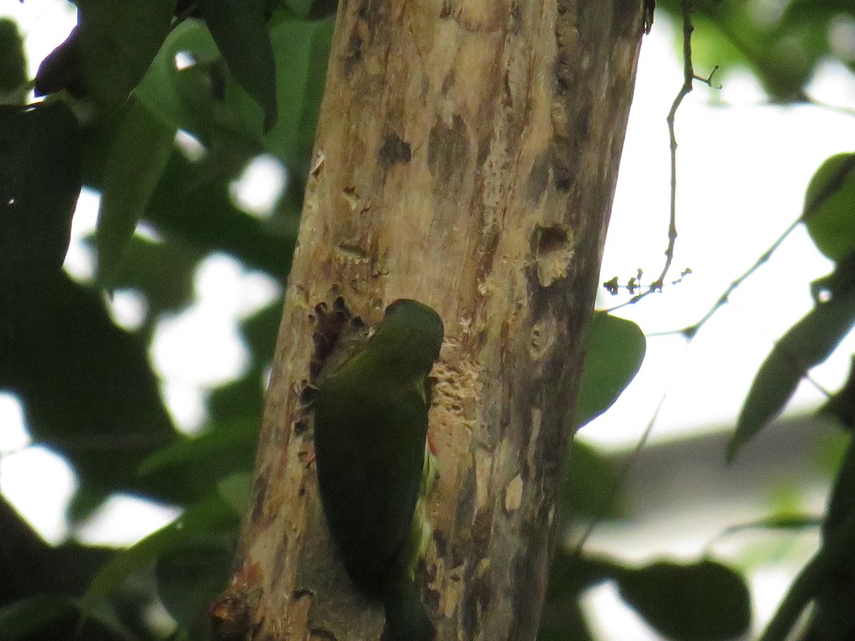 Coppersmith Barbet (Javan Red-faced) - ML646725014