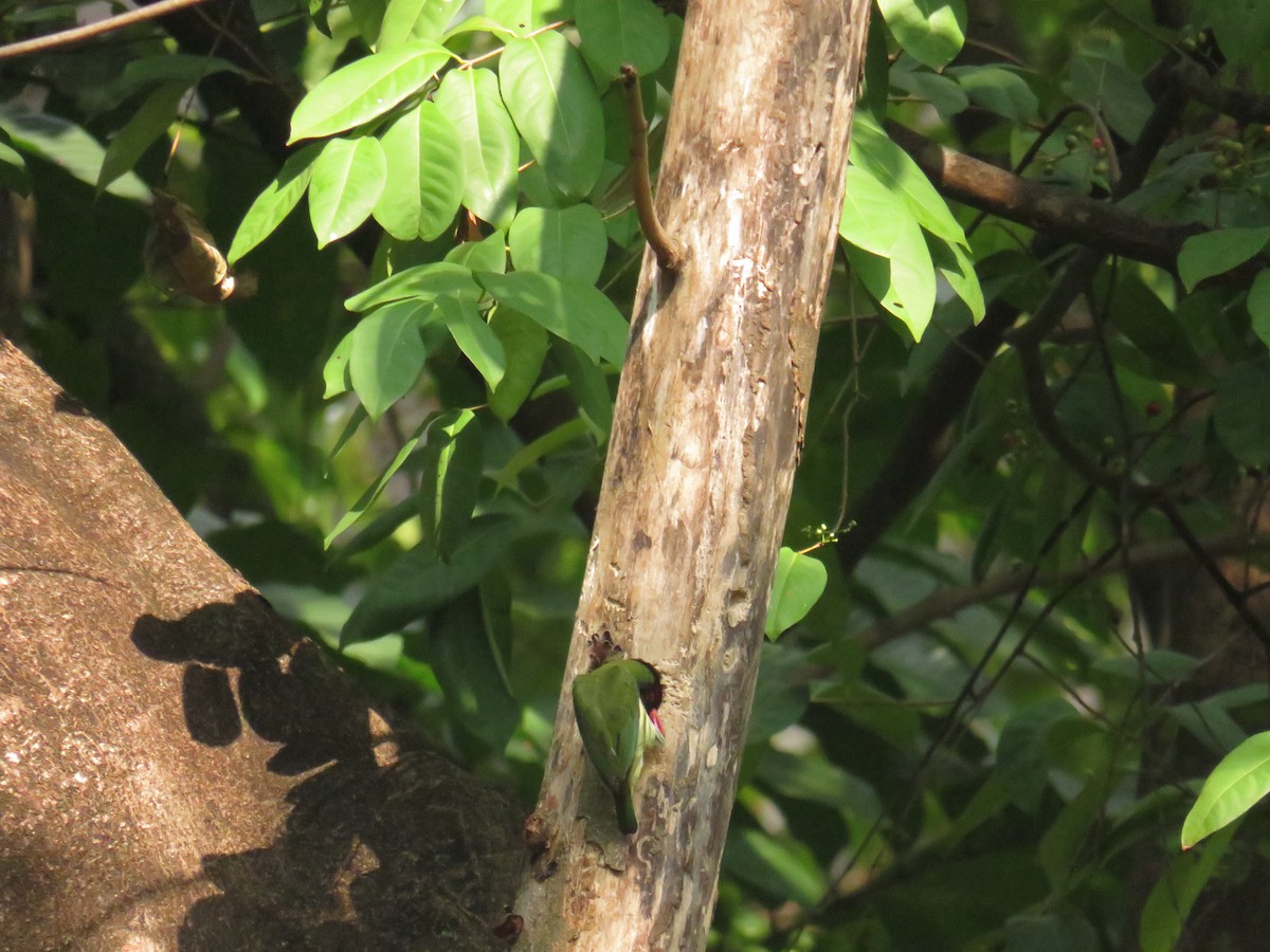 Coppersmith Barbet (Javan Red-faced) - ML646725015
