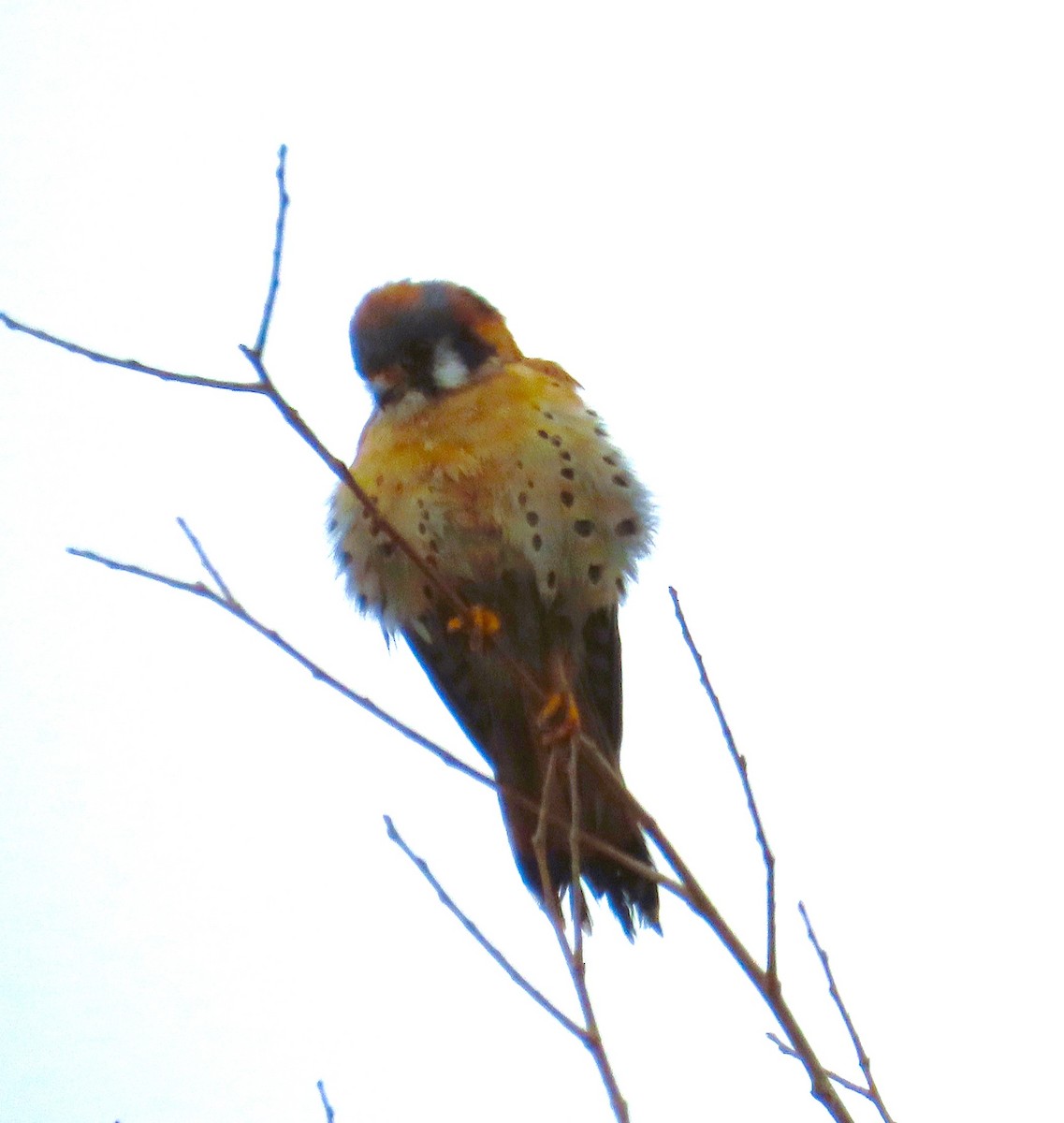 American Kestrel - ML646725016