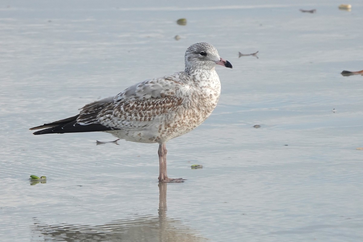 Ring-billed Gull - ML646725018