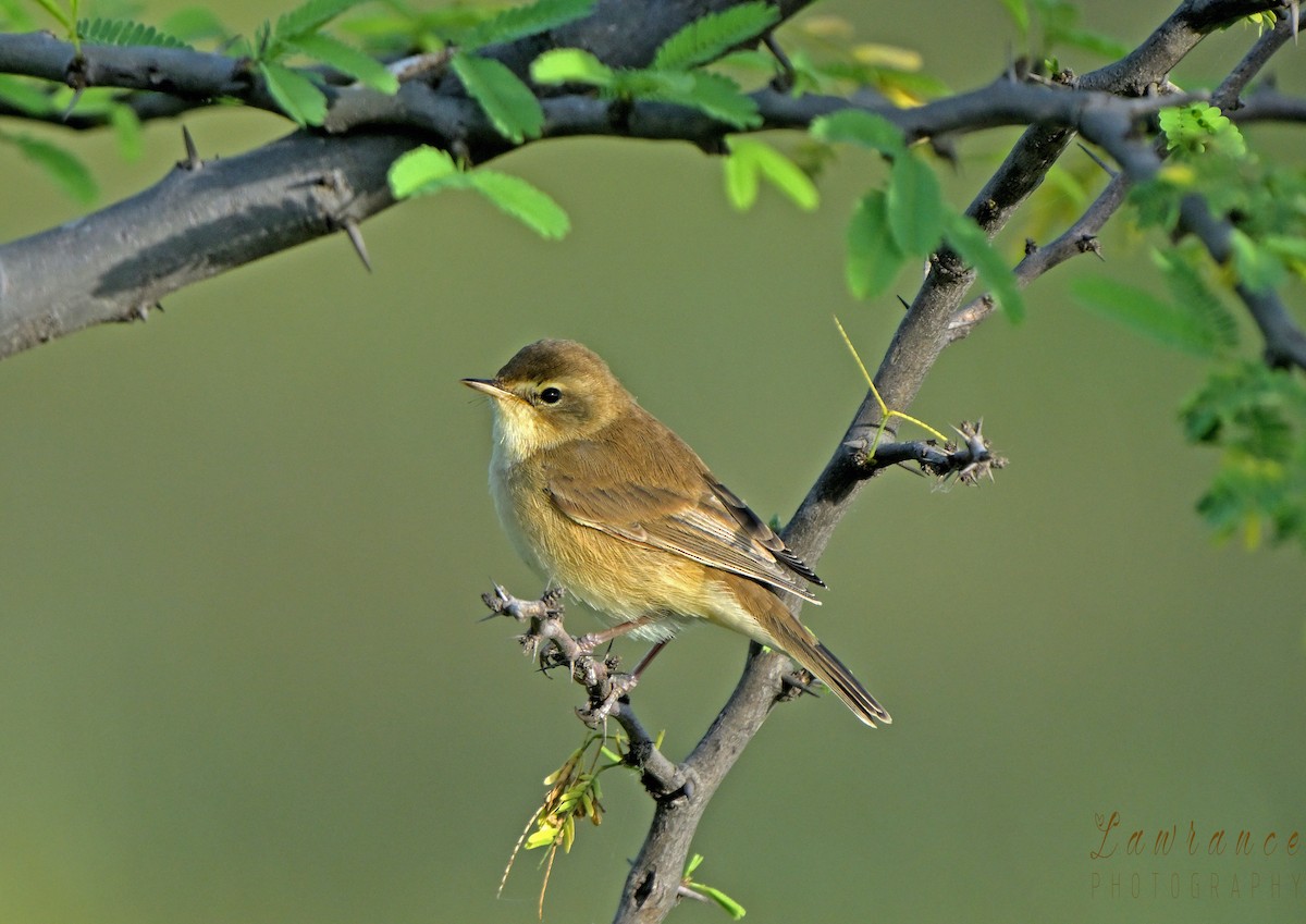 sedmihlásek malý - ML646725021