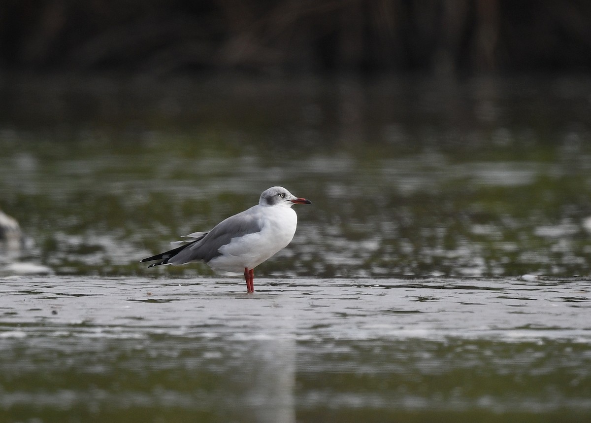 gråhodemåke - ML646725022