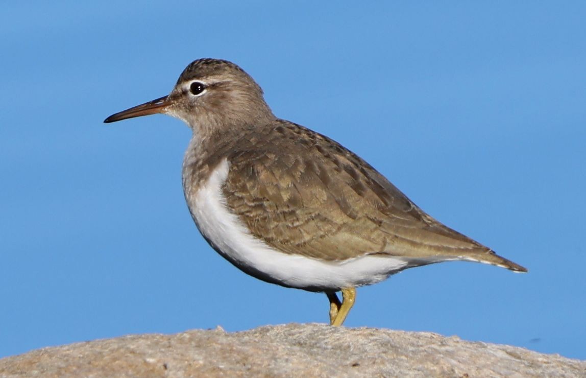 Andarríos Maculado - ML646725024