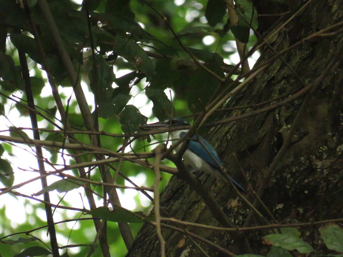 Collared Kingfisher (Collared) - ML646725026