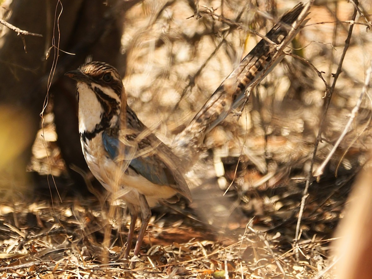 Langschwanz-Erdracke - ML646725027