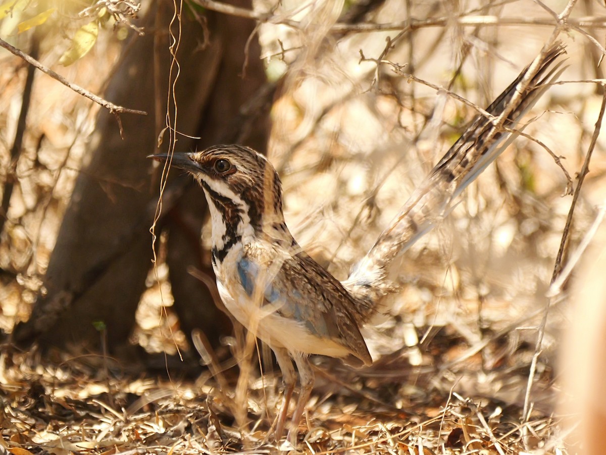 Langschwanz-Erdracke - ML646725028