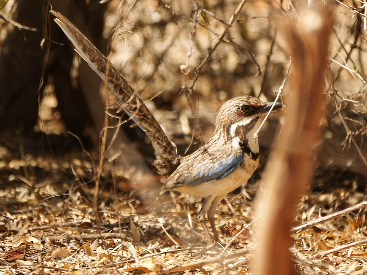 Langschwanz-Erdracke - ML646725029