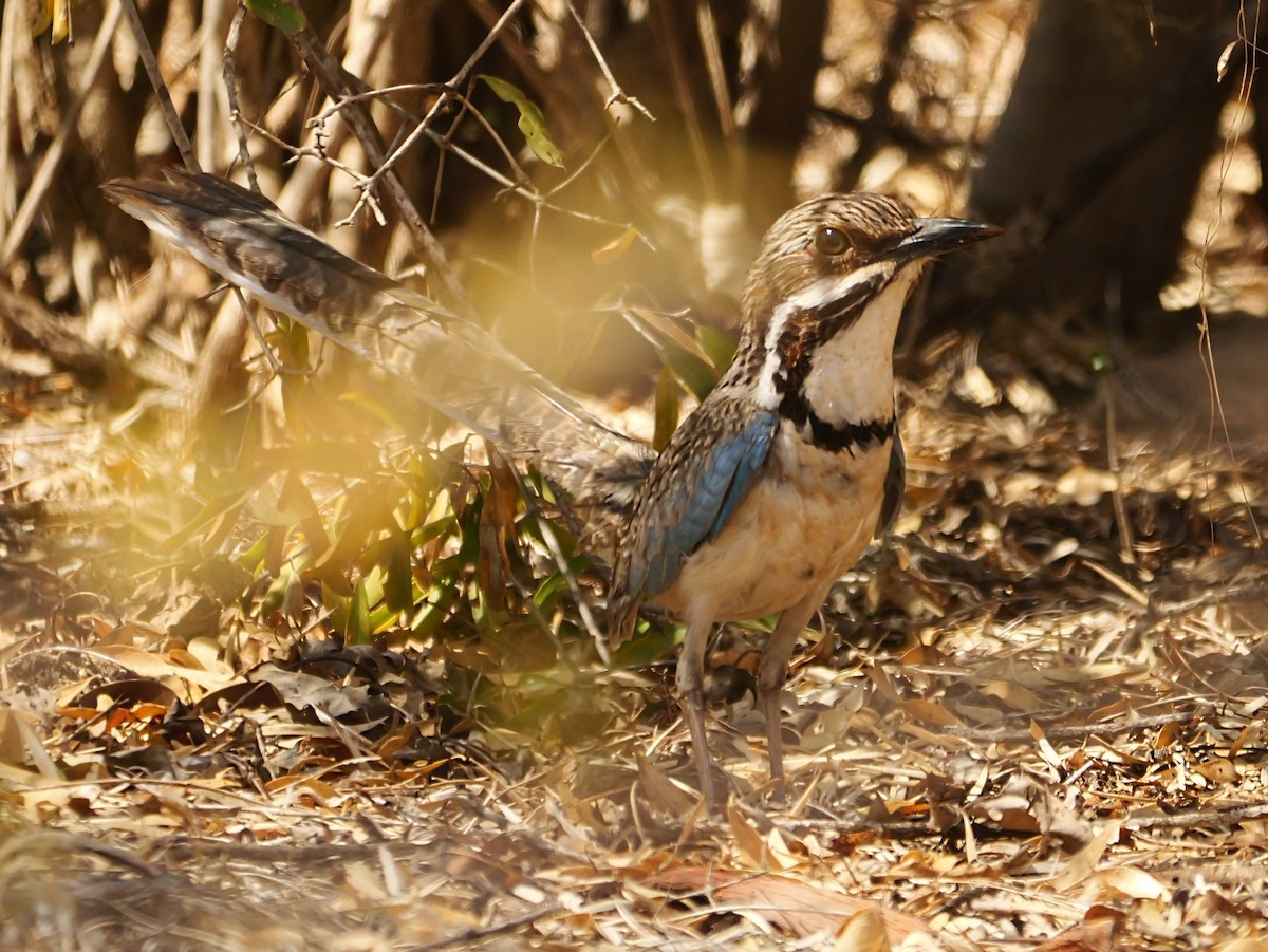 Langschwanz-Erdracke - ML646725030