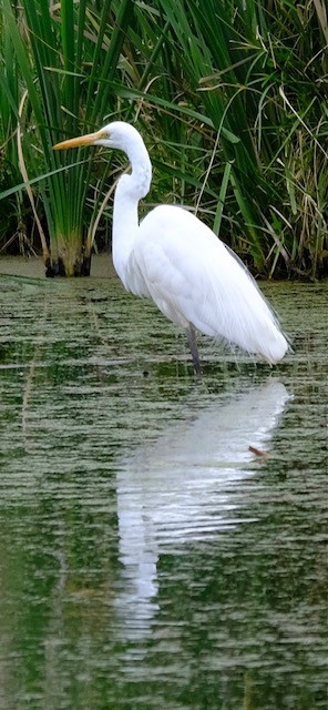 Чапля велика - ML646725032