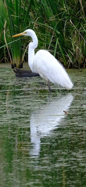 Чапля велика - ML646725033