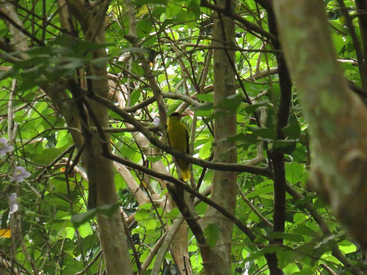 Black-naped Oriole - ML646725035