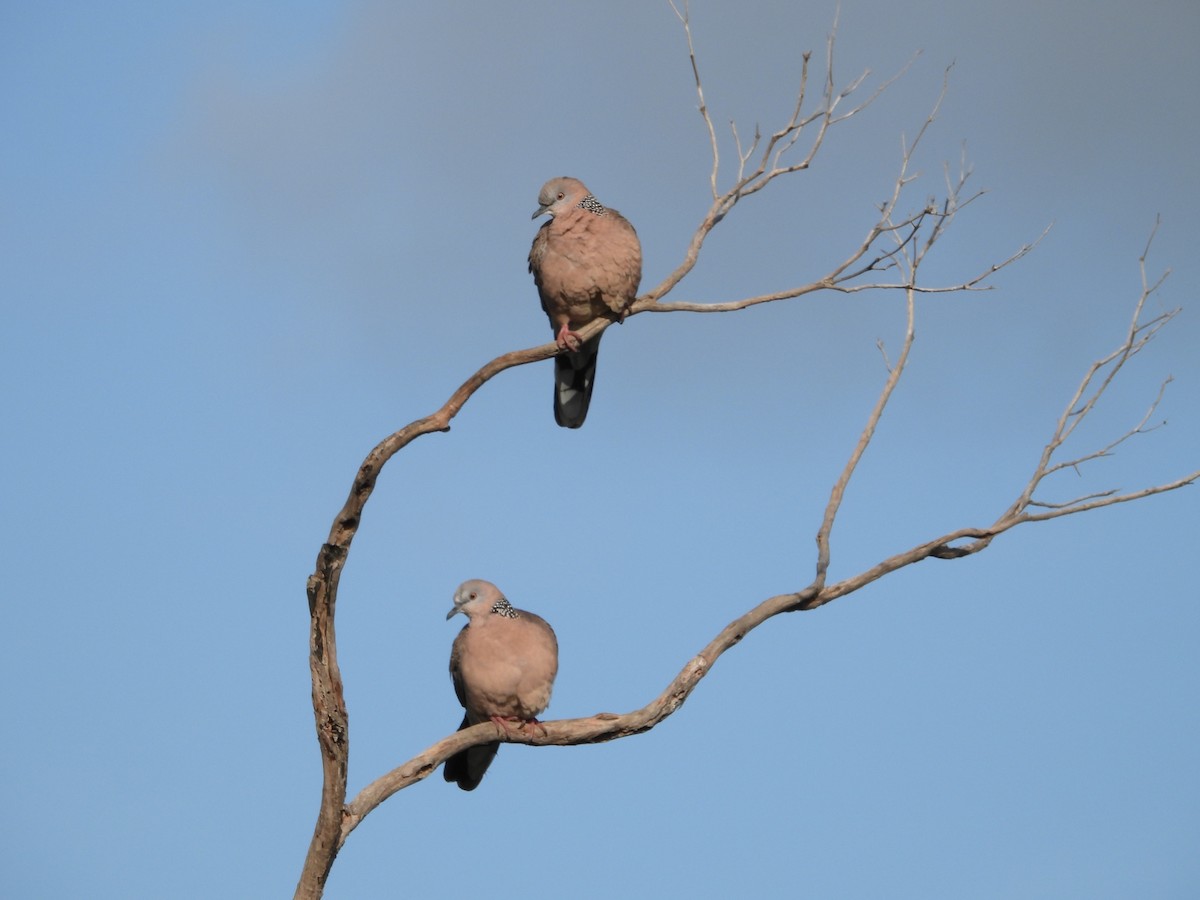 Küpeli Üveyik - ML646725036