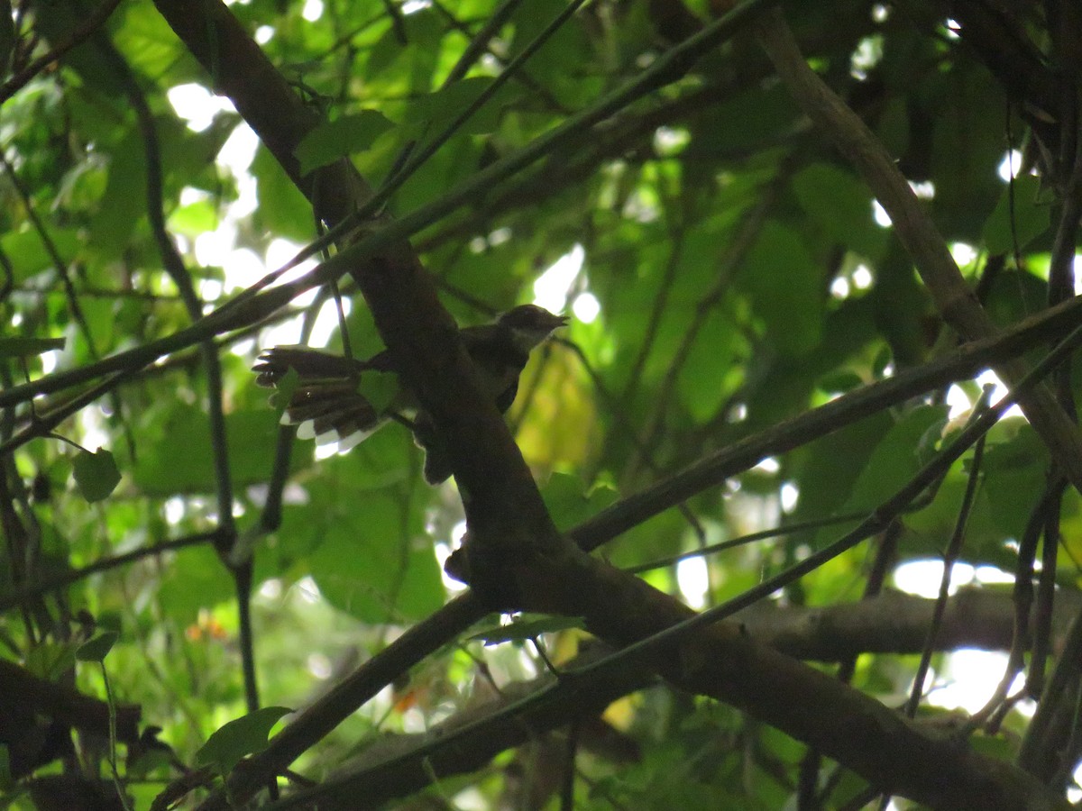 Malaysian Pied-Fantail - ML646725038