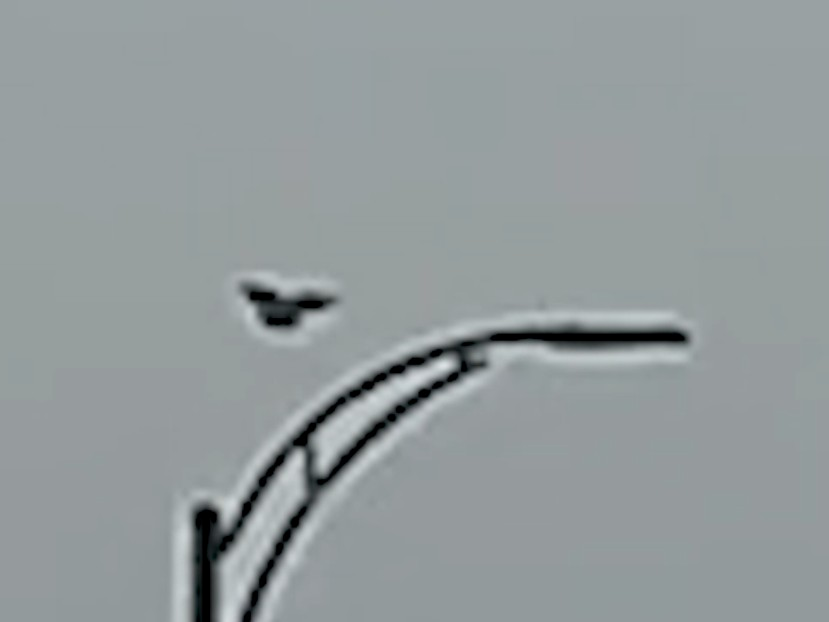 Плачущая горлица - ML646725039