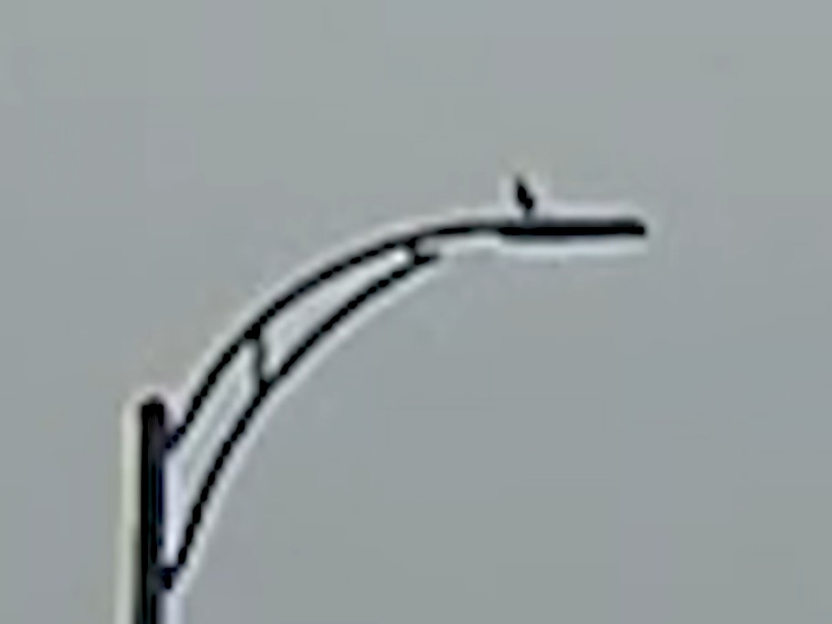 Плачущая горлица - ML646725041