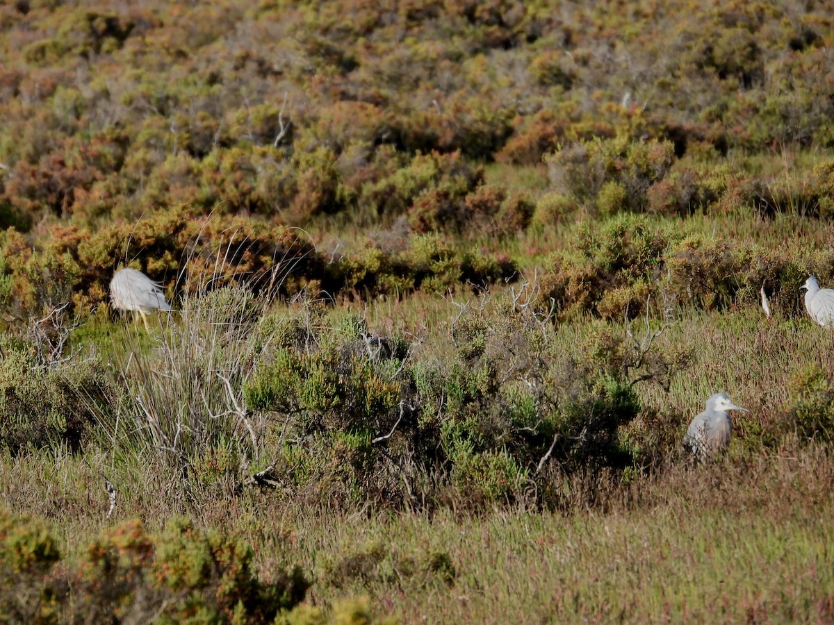 Ak Yüzlü Balıkçıl - ML646725042