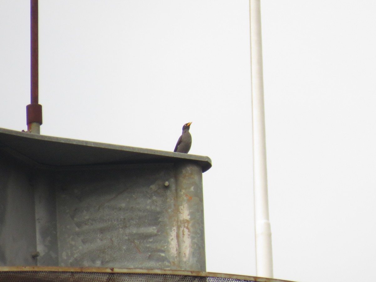 Javan Myna - ML646725047