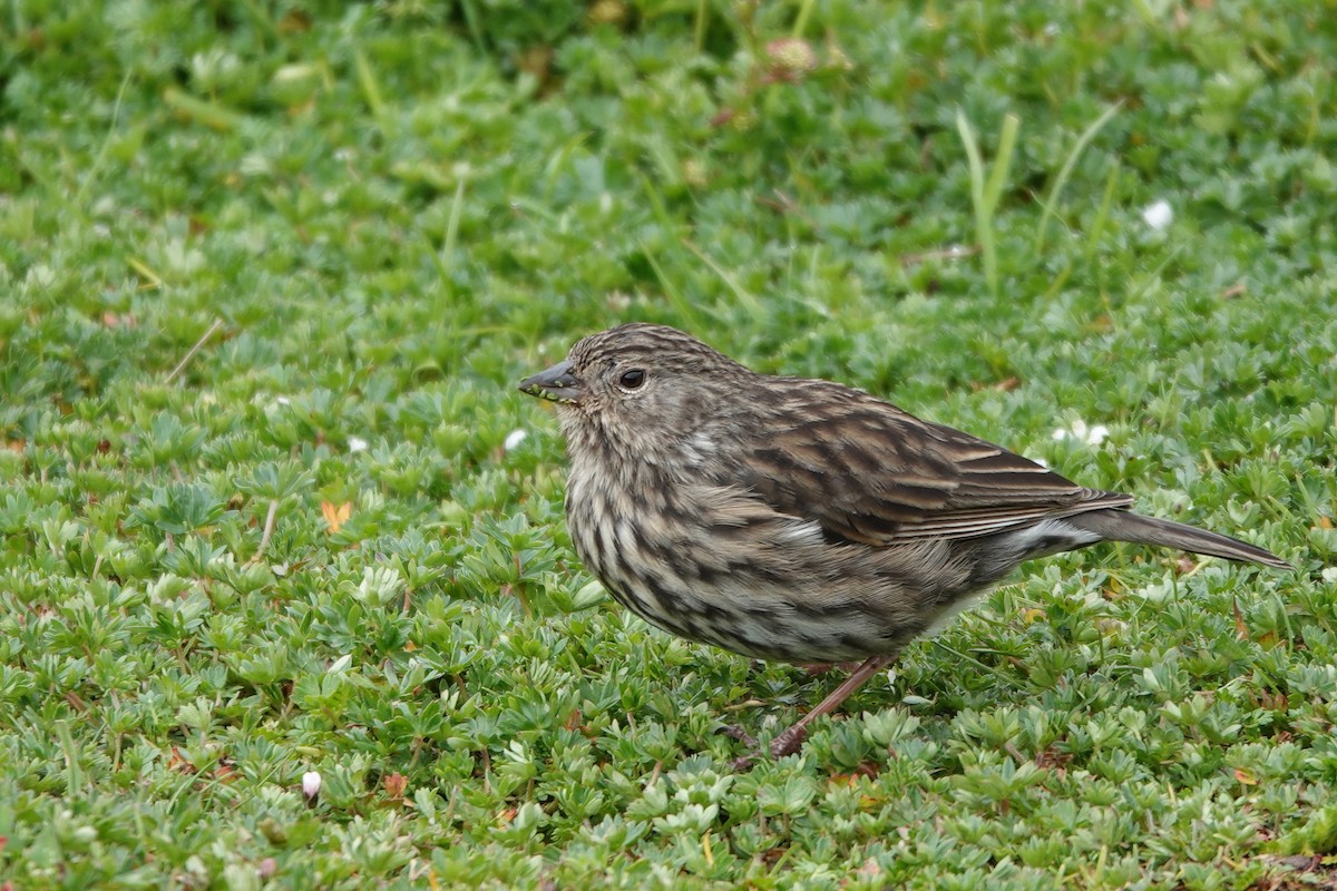Plumbeous Sierra Finch - ML646725054