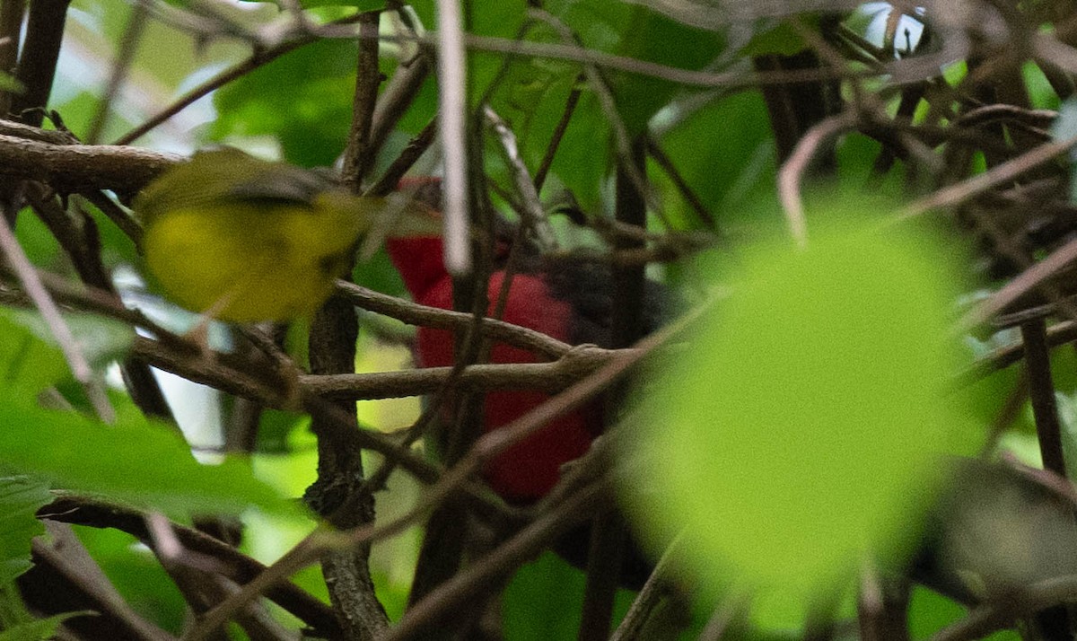 Кео - ML646725056