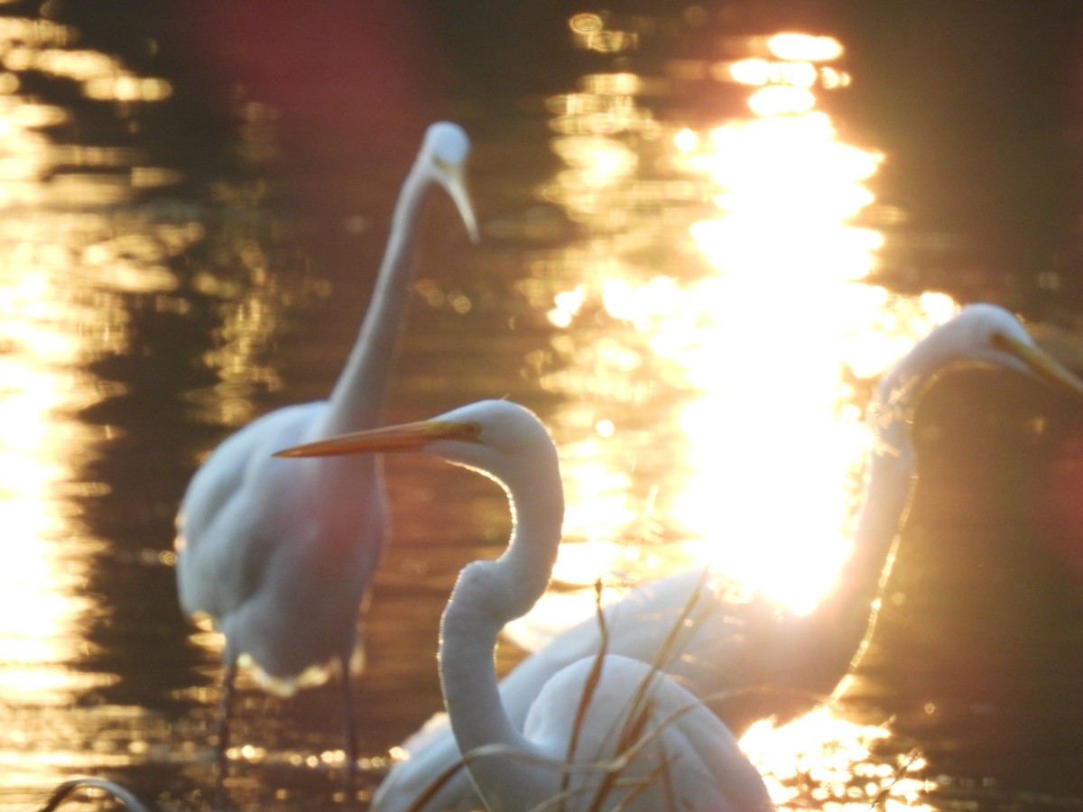 Airone bianco maggiore - ML646725060