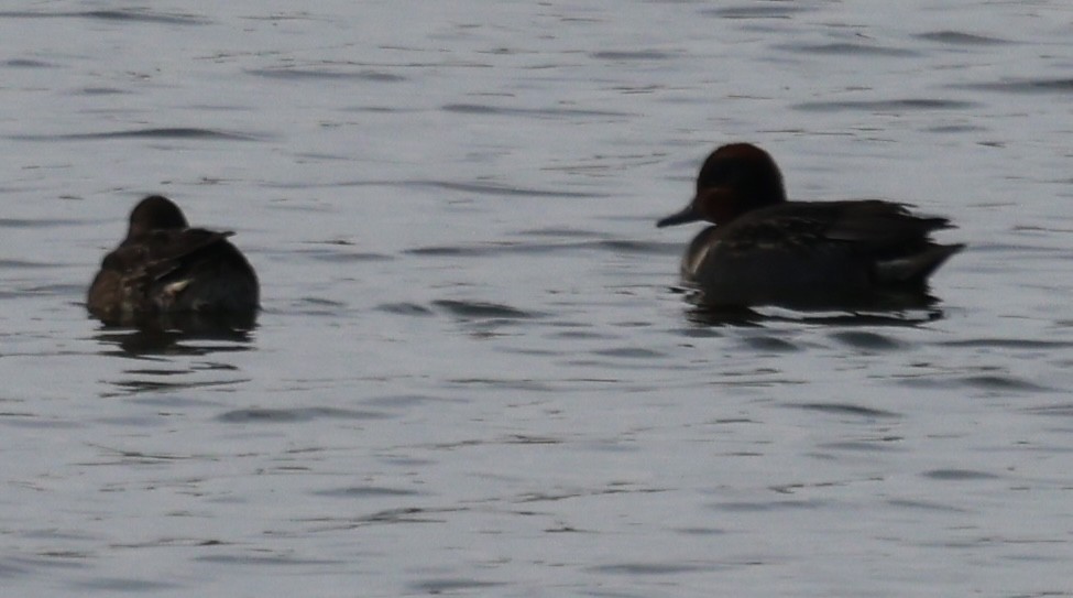 Чирок-свистунок - ML646725063