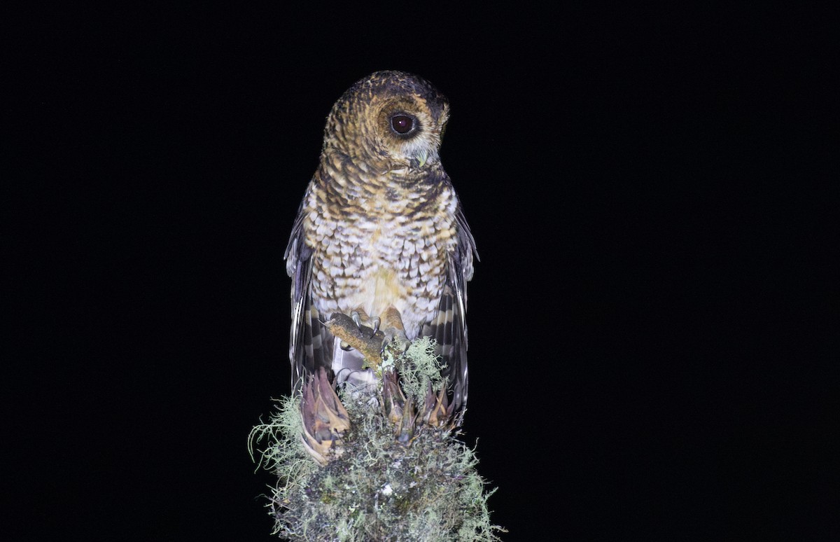 Chouette fasciée - ML646725067