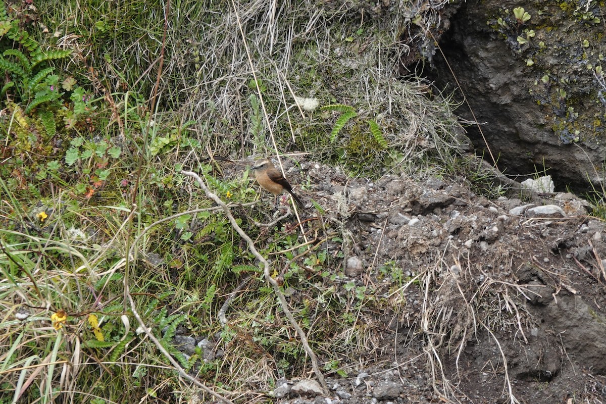 Brown-backed Chat-Tyrant - ML646725079