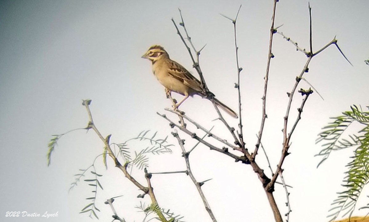 Lark Sparrow - ML646725080