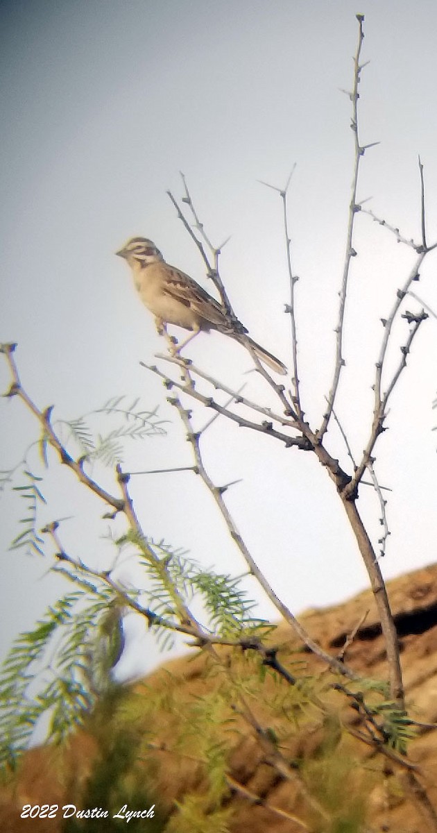 Lark Sparrow - ML646725081