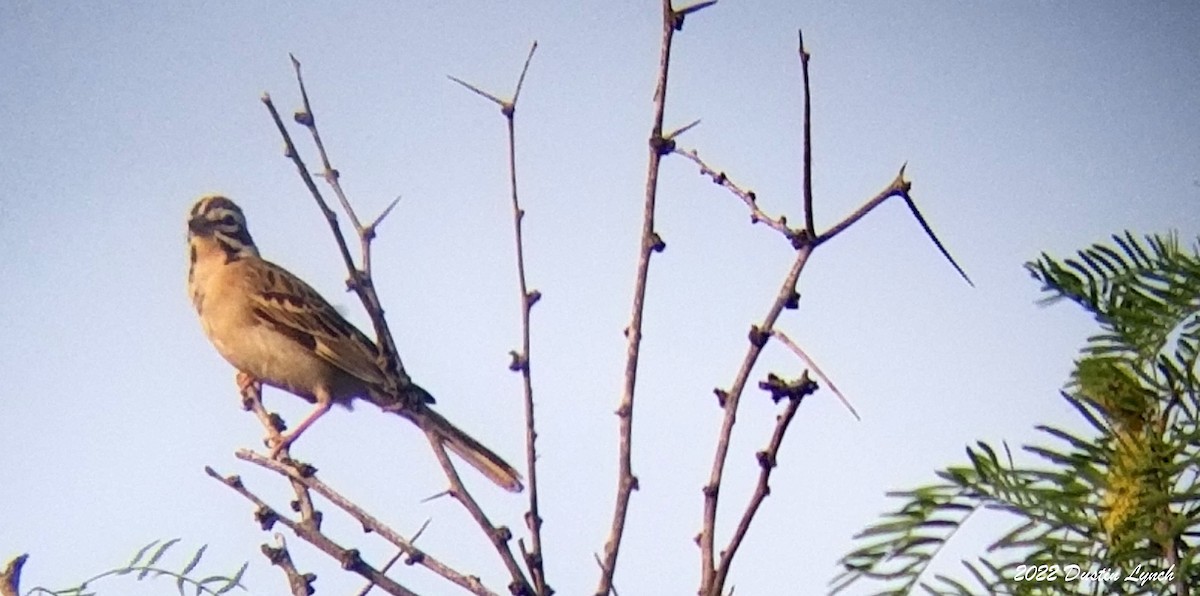 Lark Sparrow - ML646725082