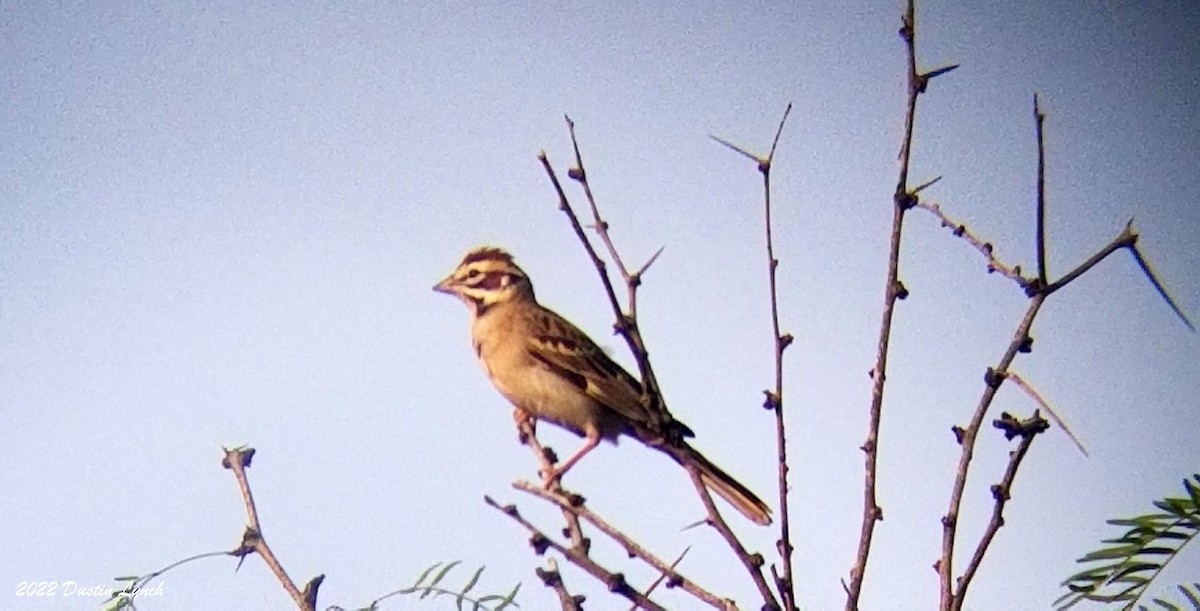 Lark Sparrow - ML646725083