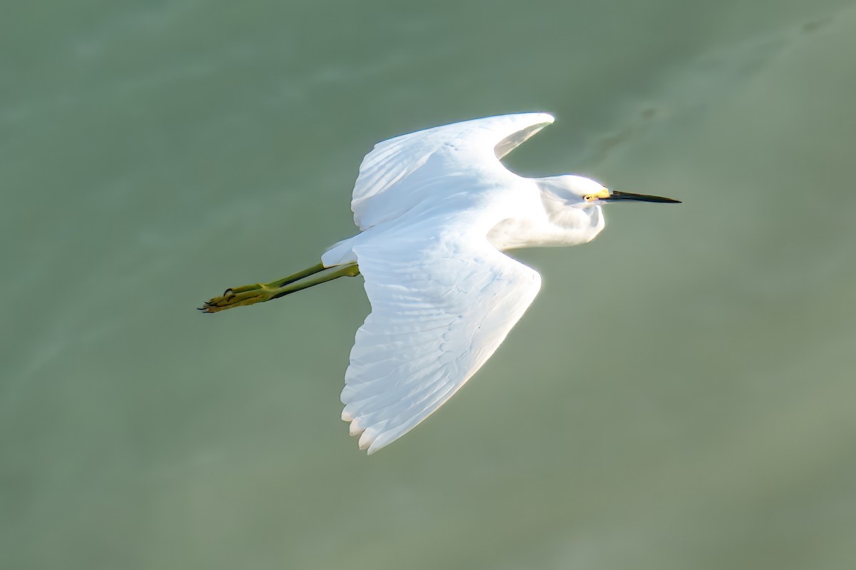 ユキコサギ - ML646725084