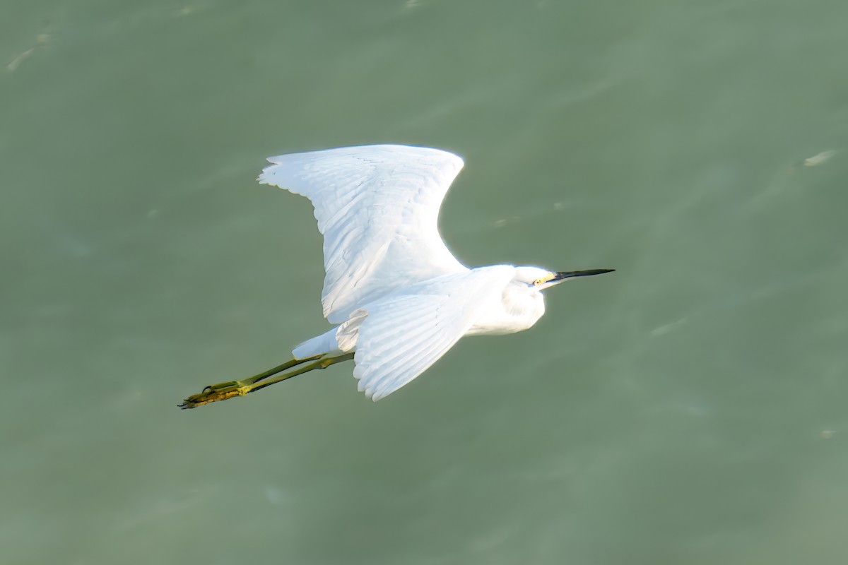 ユキコサギ - ML646725085