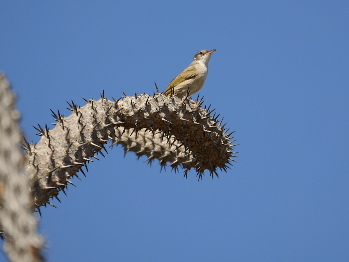 Kiritika-Madagaskarsänger - ML646725088