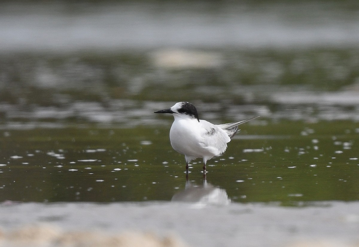 Little Tern - ML646725091