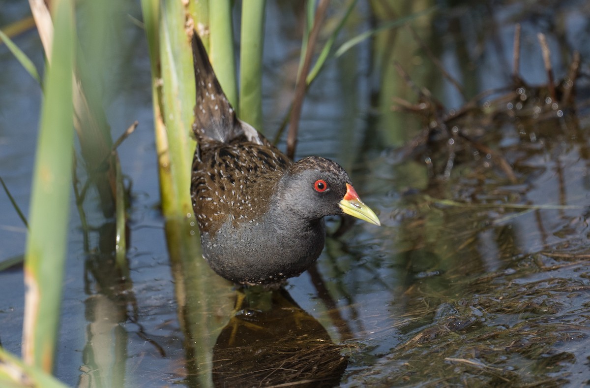 Australian Crake - ML646725092