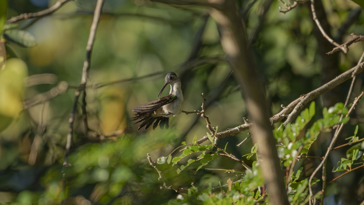 Wedge-tailed Sabrewing - ML646725094