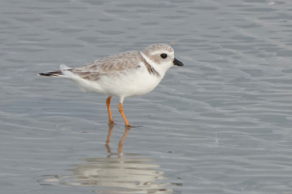 Semipalmated Plover - ML646725097