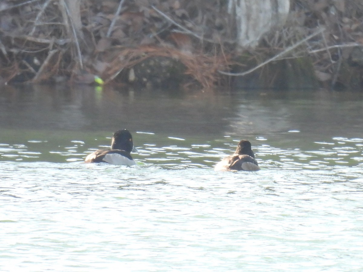 Moretta dal collare - ML646725098