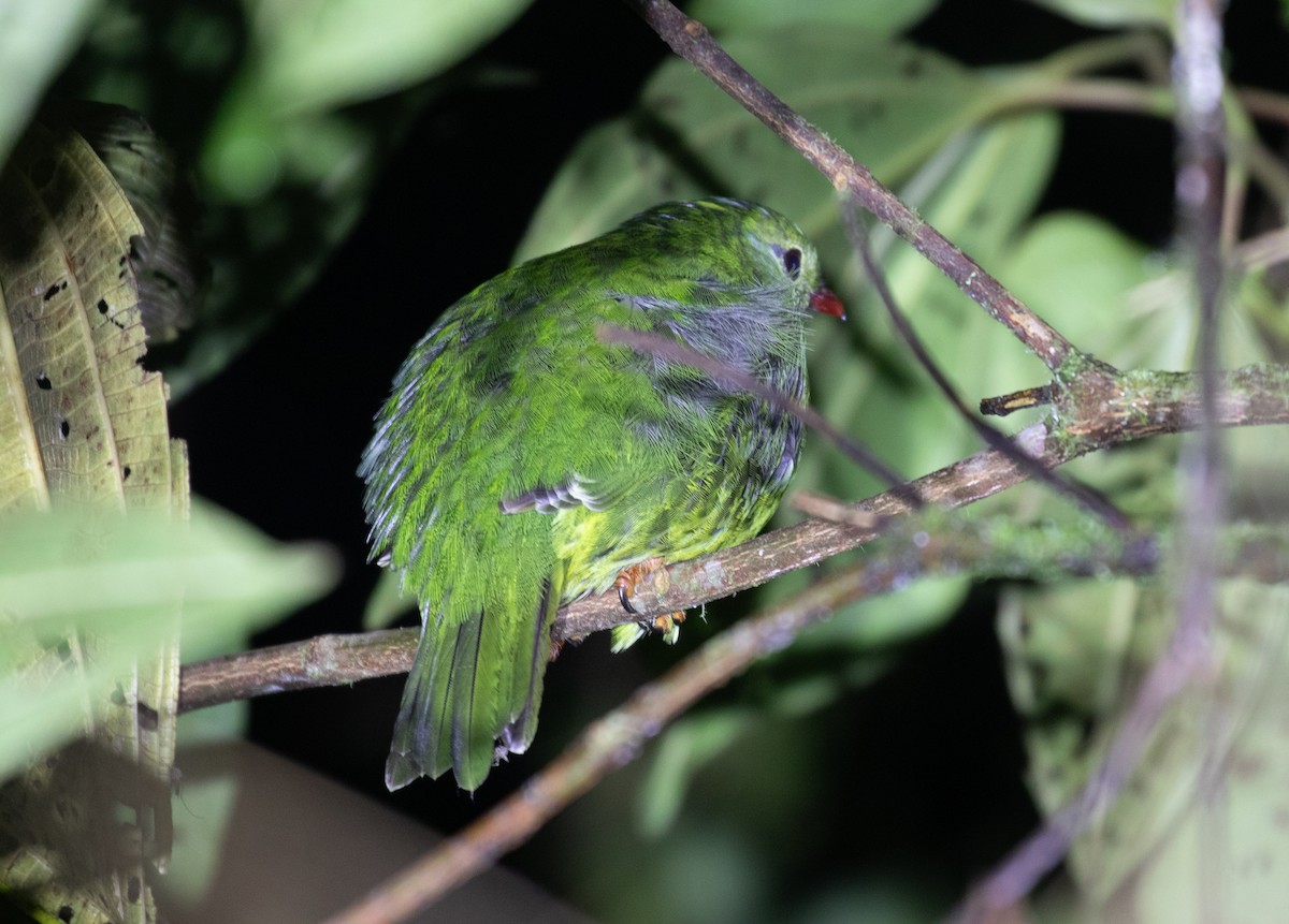 Cotinga vert et noir - ML646725100