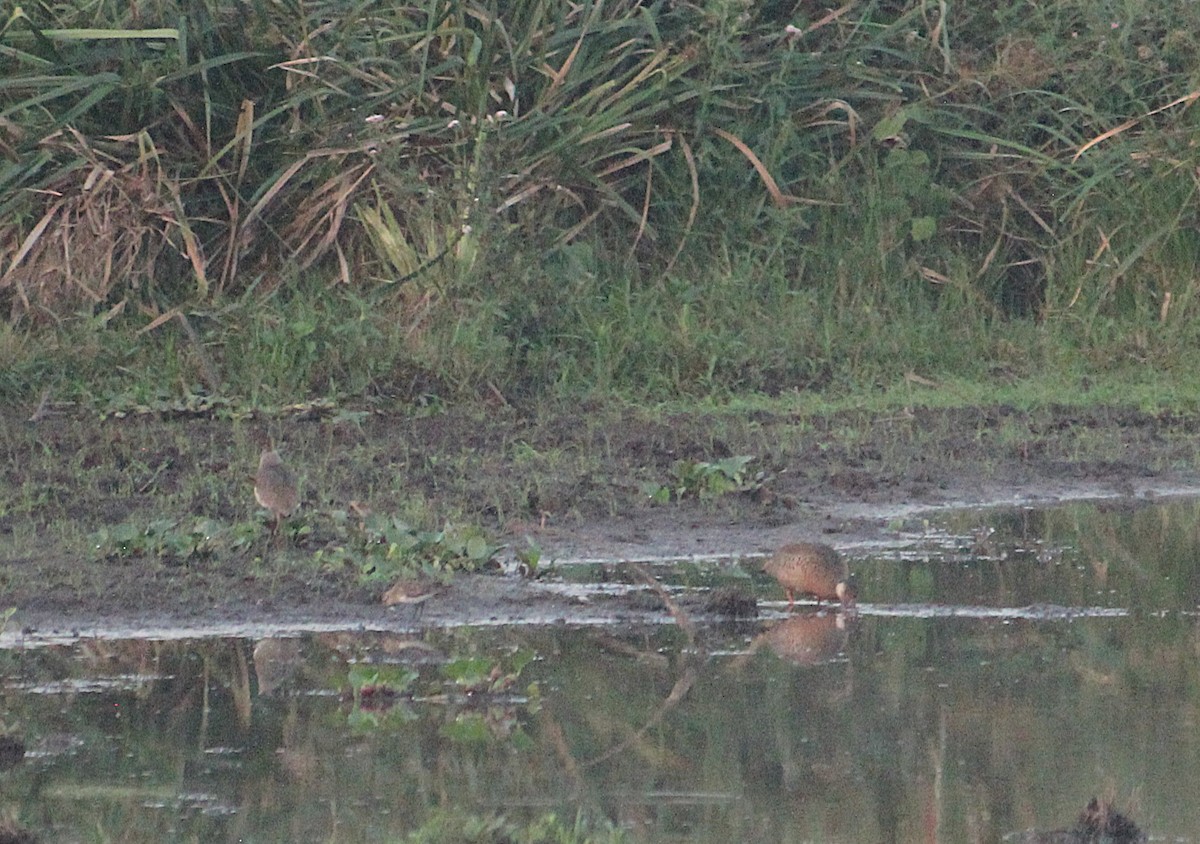 Бонапартов песочник - ML646725101