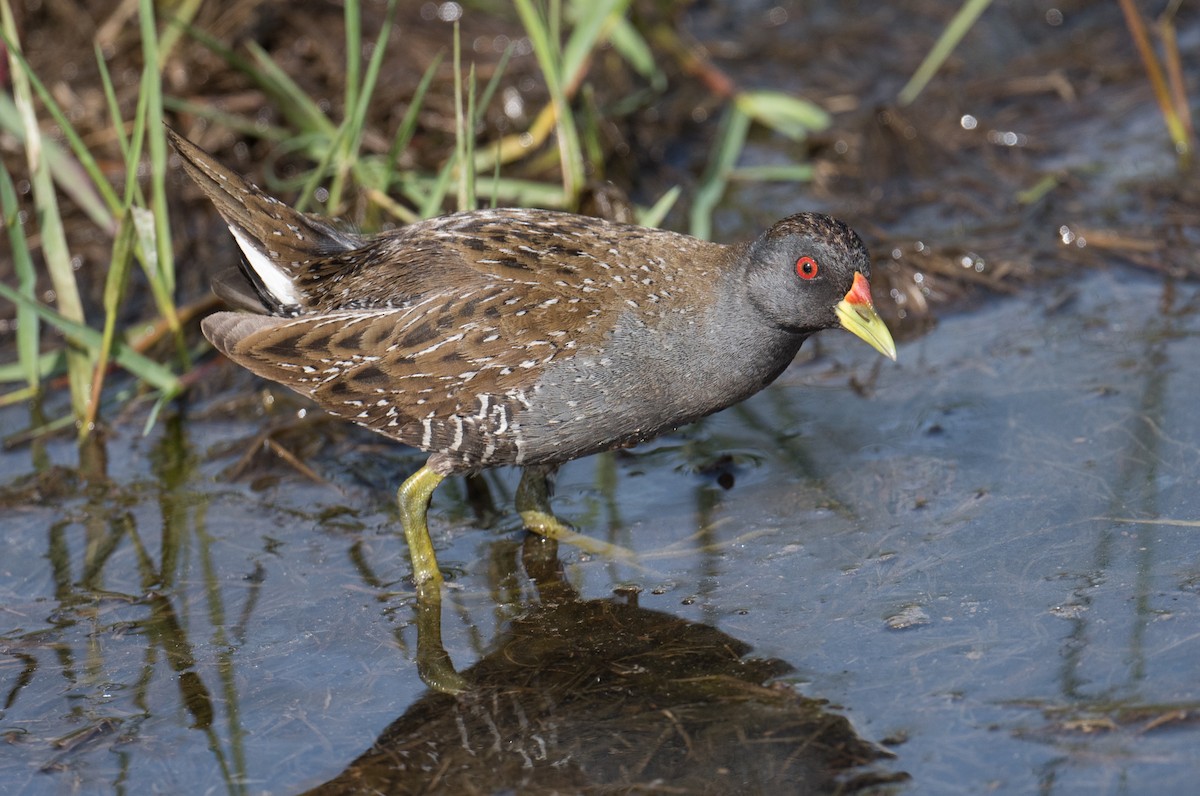 Australian Crake - ML646725102