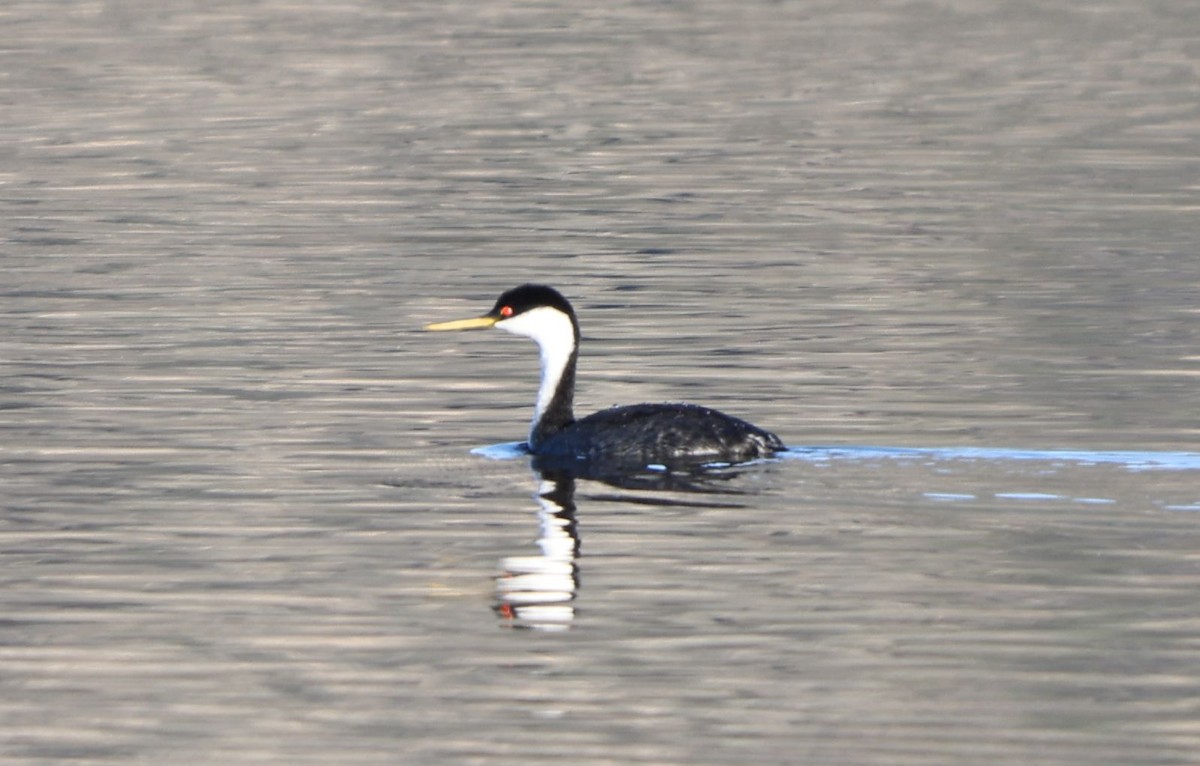 Achichilique Común - ML646725103