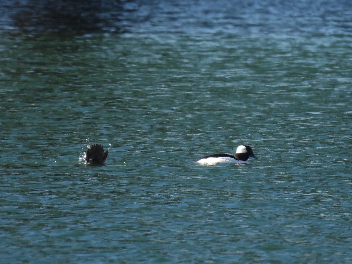 Bufflehead - ML646725105