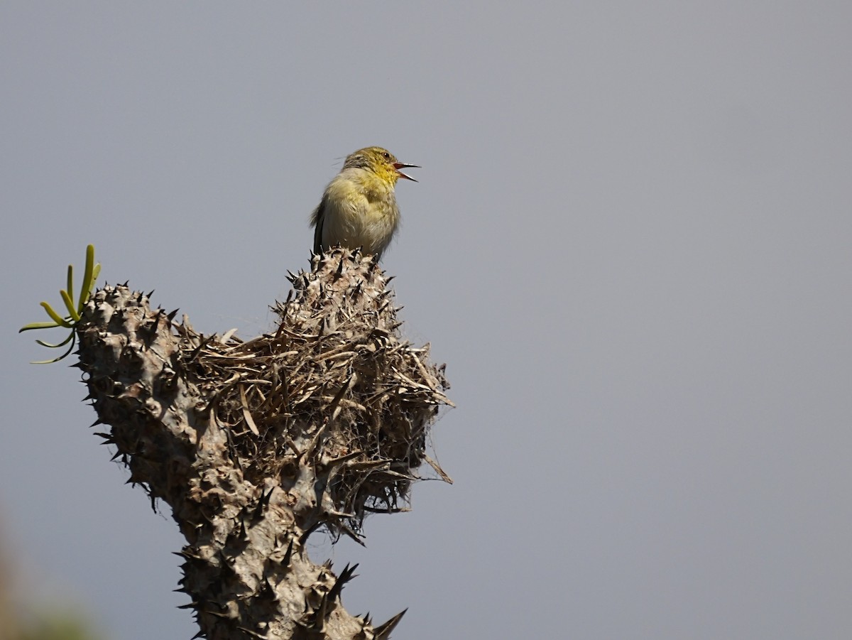 Streifenkehlsänger - ML646725107