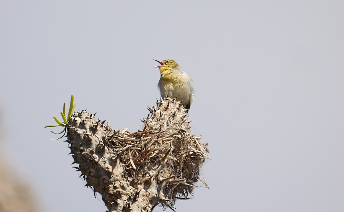 Streifenkehlsänger - ML646725108