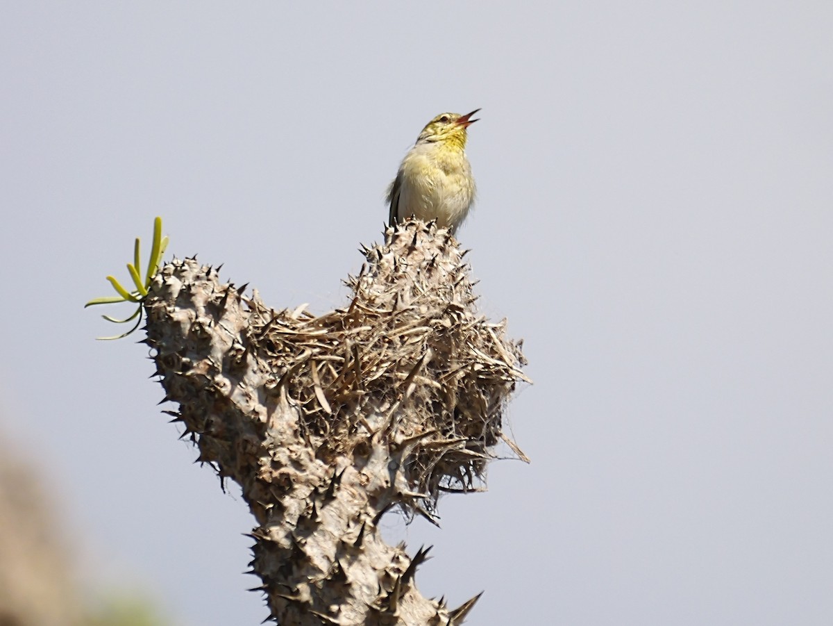 Streifenkehlsänger - ML646725109