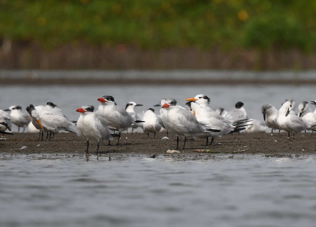 West African Crested Tern - ML646725116