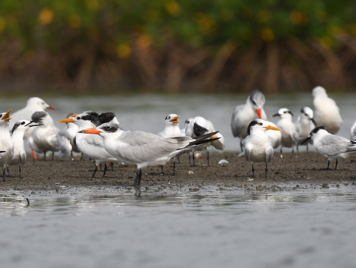 West African Crested Tern - ML646725117