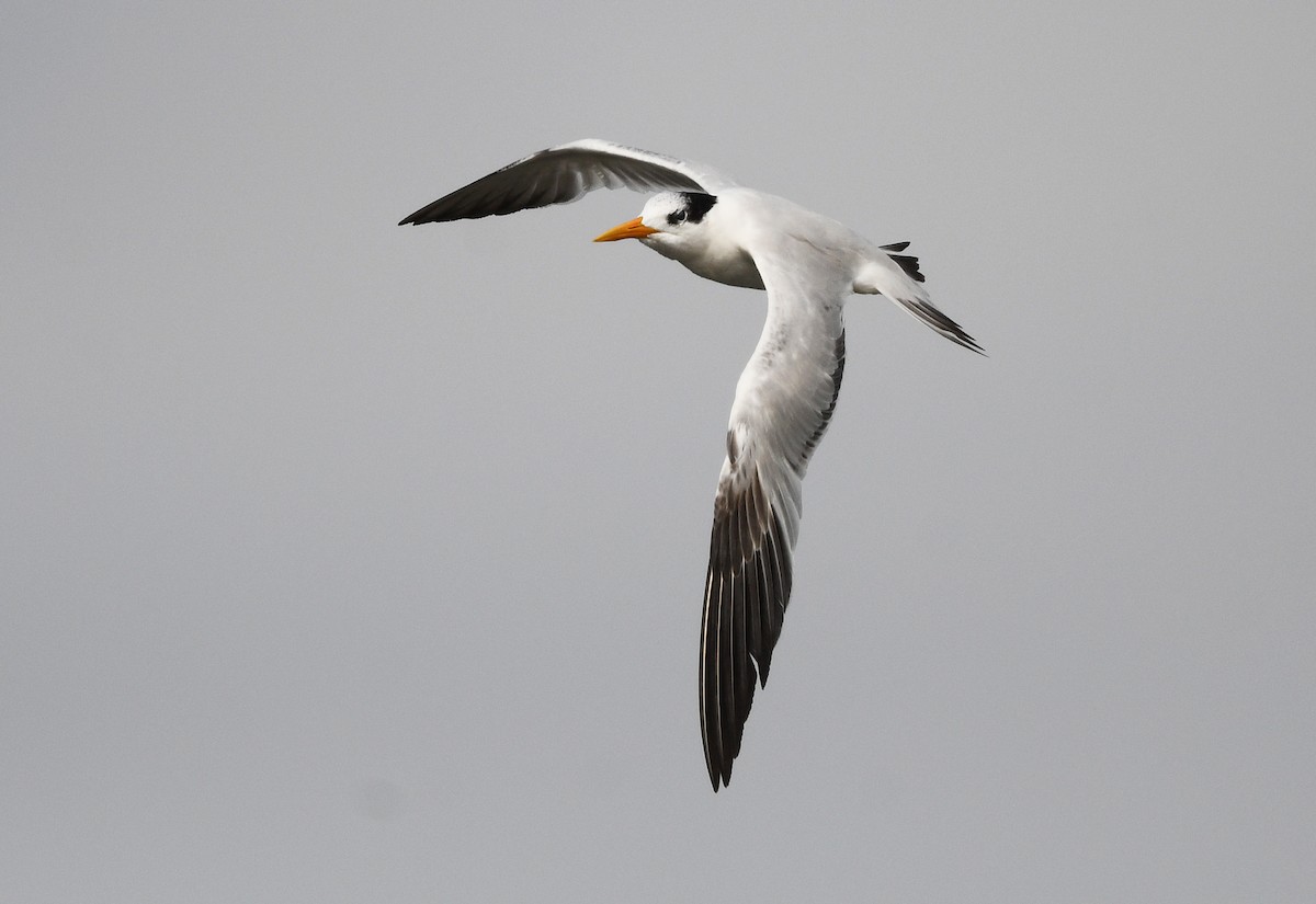 West African Crested Tern - ML646725118